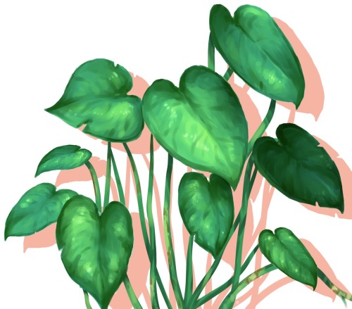 basic house plant