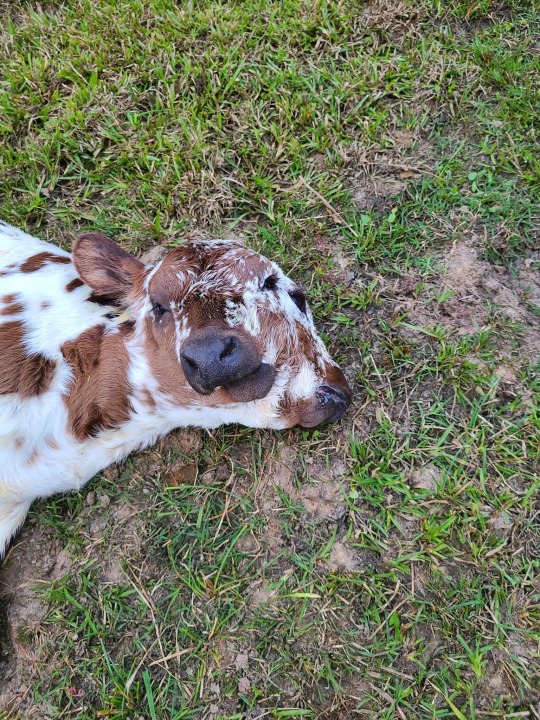 Pink baby cow born on Easter near Lismore