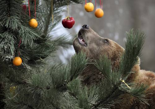 bears–bears–bears: Christmas Feeding Session in Hamburg Merry Christmas! ʕ•ᴥ•ʔ