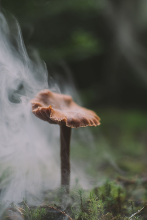 rhiannahoward:  mist and mushrooms 