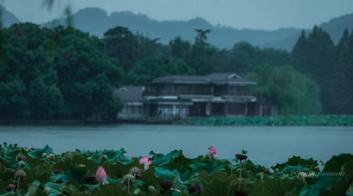 West Lake In Blue Hour By 影像视觉杨 
