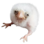 beanswithbones