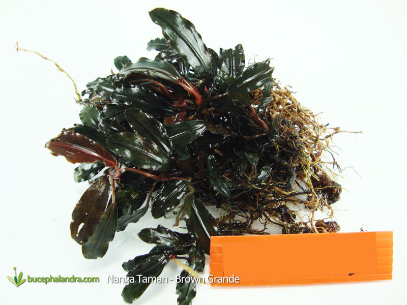 Bucephalandra Nanga Taman Brown Grande – Submersed leaves have brown color with wider and thick leaves.