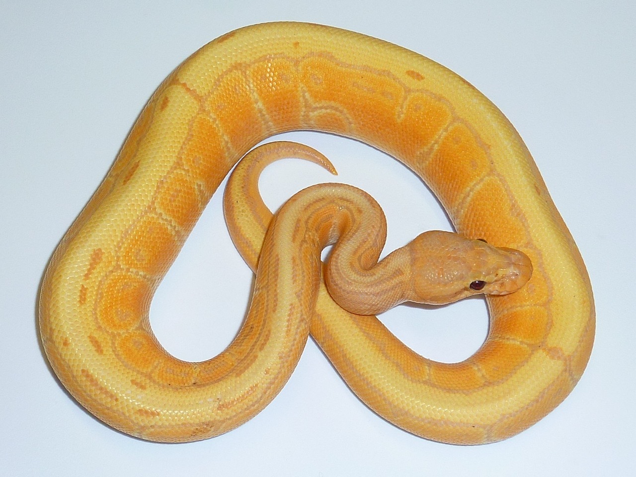 Orange-glo safe to use in a household with ball python? : r/snakes