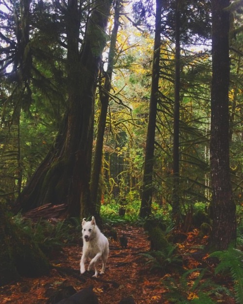 My Great White Wolf ❤️ #boltbear #6yrs&amp;counting (at Vancouver Island)