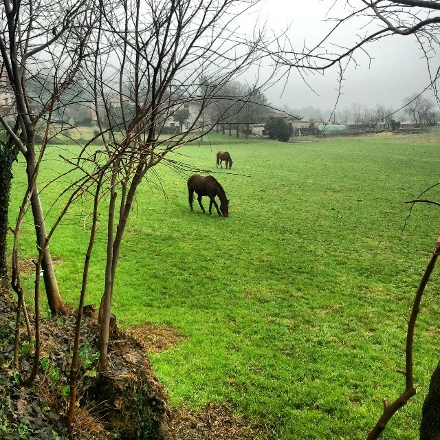 #horse #cavalli #field #animals #nature #italia #italy