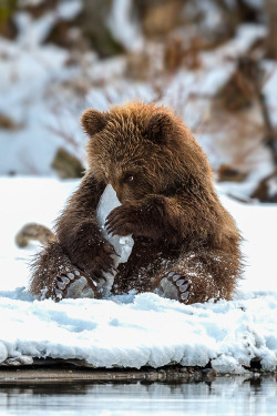 magicalnaturetour:  I hid by   sergeyivanov  