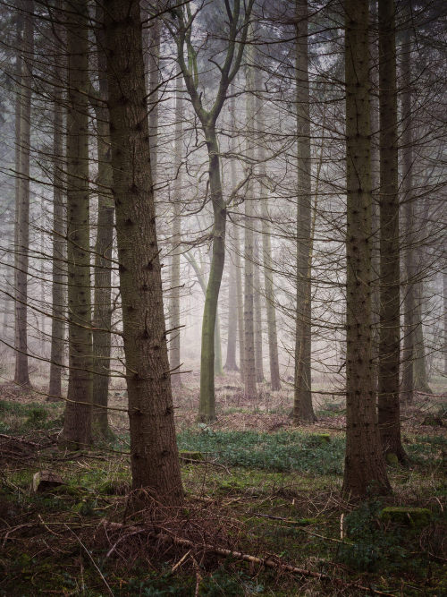 Not the Same by Damian Ward Wendover Woods, Buckinghamshire. twitter | 500px | behance | vsco | abou