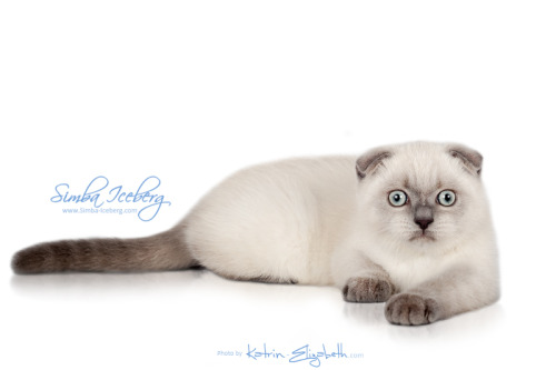 Simba Iceberg Flo -  blue point Scottish Fold kitten (female) :)Watch for updates on the site :