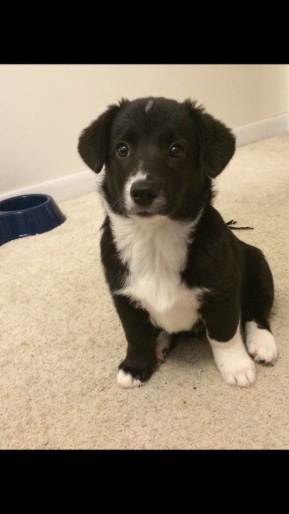 babyanimalgifs: Border Collie/Corgi mix Ahhhhh! <3333