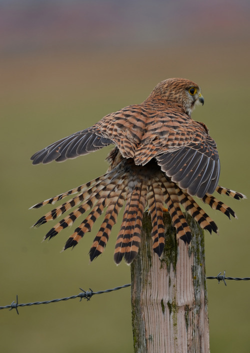 Common Kestrel (Falco tinnunculus) >>by bathyporeia