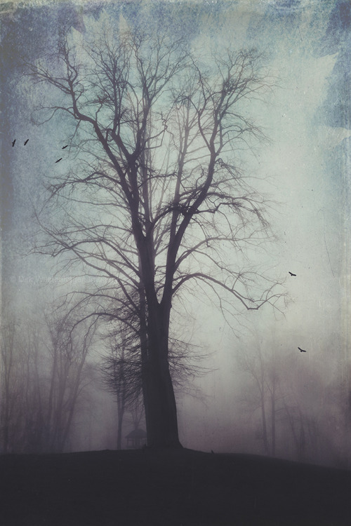 dyrkwyst:  Tree In Mist