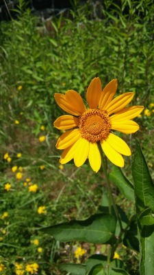 halorichie:  yellow flowers i photographed