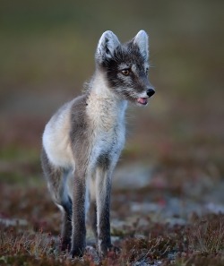 beautiful-wildlife:  Arctic Fox by G.roland.J