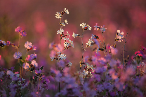 te5seract: Red and White Campion Meadow &amp; Wild Campion Meadow by Alan MacKenzie