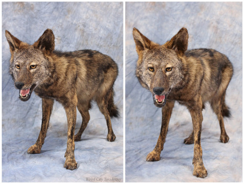 equagga: weirdcitytaxidermy: Freestanding lifesize dark phase coyote mount. Shipping out this wee