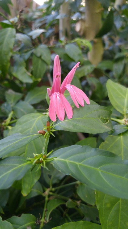 Justicia brasiliana is in the family Acanthaceae. Commonly known as Brazilian shrimp plant, it is na
