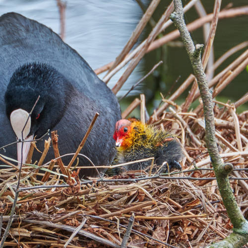 The first adventure of a little coot