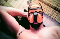 pupalphabolt:  Master got me some new athletic gear to play in. So ready to wrestle now. Woof!!