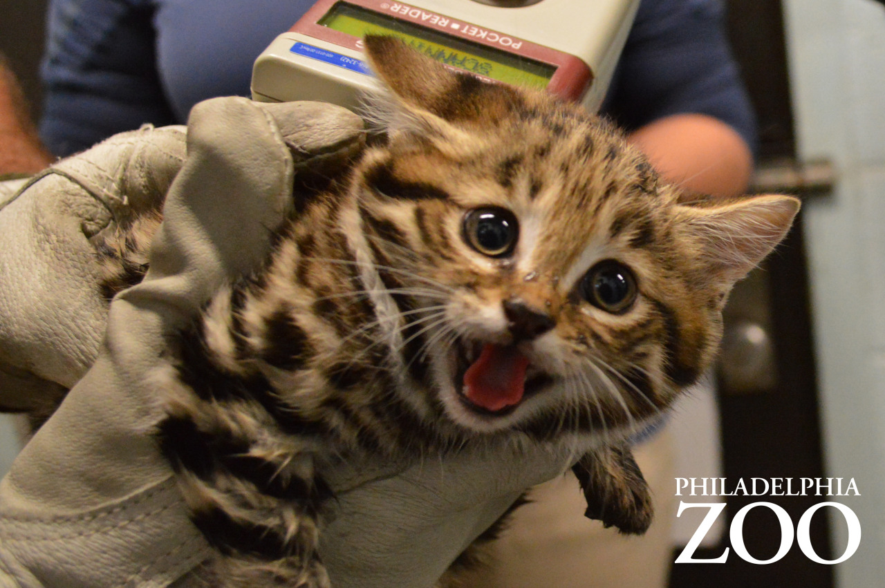 phillyzoo:  The kittens received a checkup earlier this week, which included vaccinations,