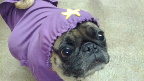 XXX  LUMPY SPACE PUG  photo