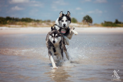 huskyhuddle:  An adorable play sequence of