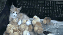 consumptionz:  gifsboom:  Video: Kitten