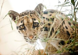 buzzfeed:  TINY CLOUDED LEOPARD QUADRUPLETS.