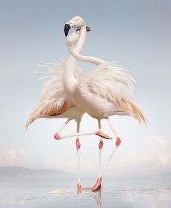 0xm:  until the kingdom comes Simen Johan 