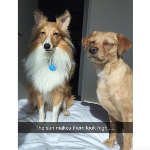 babyanimalgifs:  Dog snaps