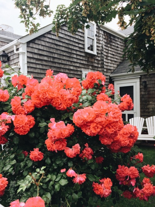 nantucket-dreams:May your skies me foggy and flowers pretty