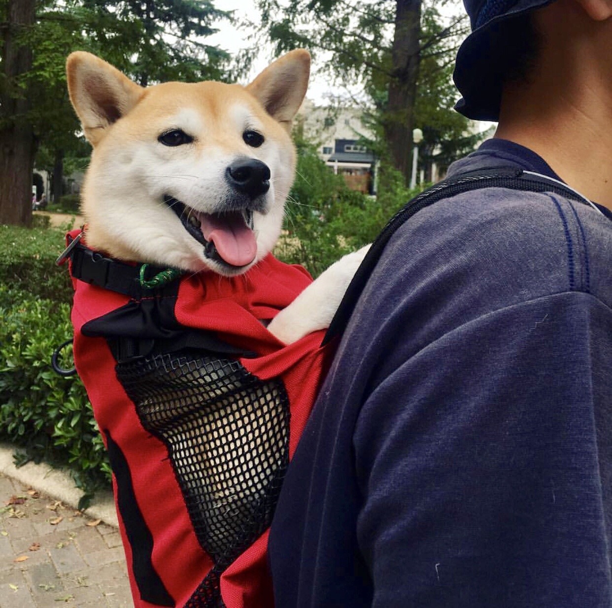 woof?