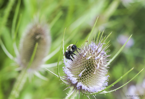 Pretty soon winter will be upon us and all my little bee models will be gone. Thank you, sweet bumbl