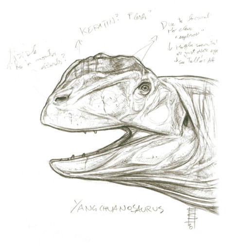 Sketchy Dino Head_Yangchuanosaurus. Pencils, 2020.References: Greg S. Paul.