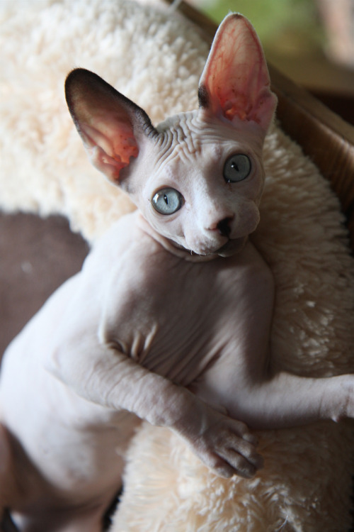 zjef (by gracelicious’ pics)