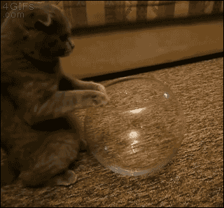 spacedumpster:vodkapapii:this is fucking incredible.cats are a liquid