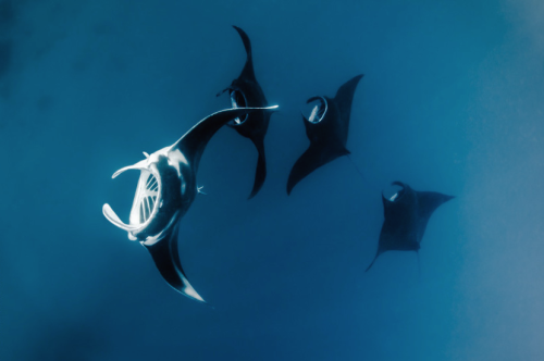 nubbsgalore: photos by thomas peschak and shawn heinrichs from the world’s largest sanctuary for man