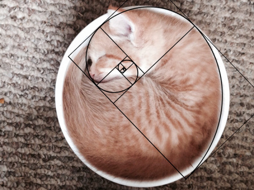 adramofpoison: blackmorgan: Furbonacci Sequence Proves That Cats Are Purrfect one toasty curl of pur