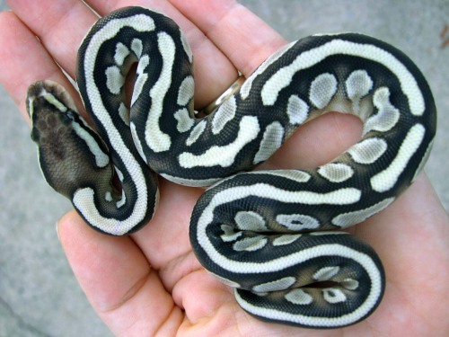 snake-lovers: Ball Python (Python regius)