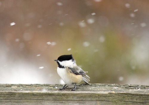 Bird Feeder Photo-shoot