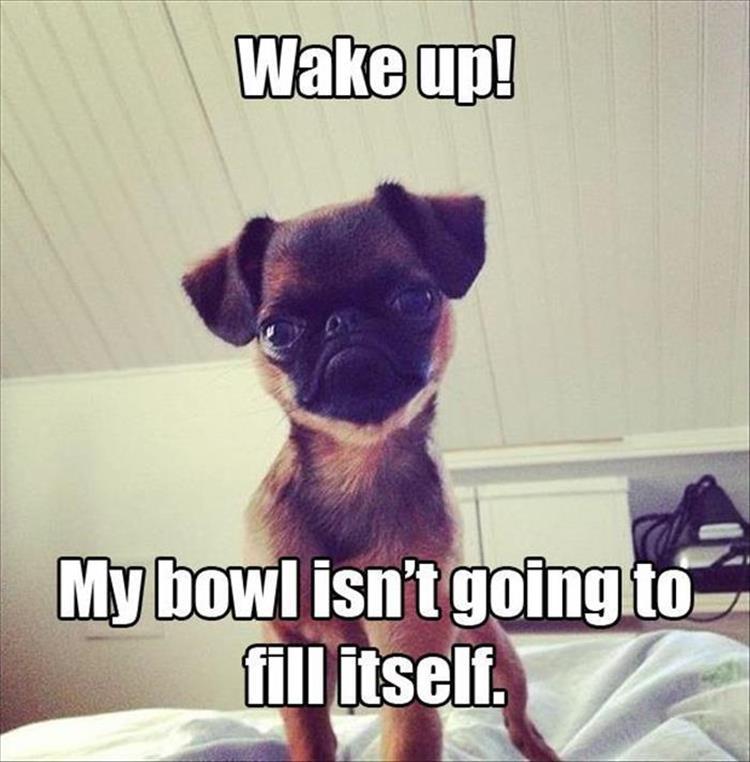 pr1nceshawn:  Life with pets. 