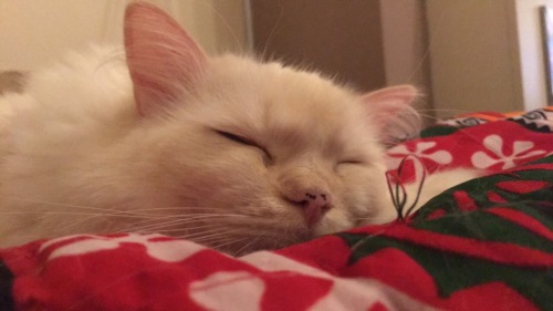tumbler-of-cats:Here is the fluffy Gizmo, from @diaphanoussylph! =^^=“Gizmo!”Submit your best cat pi