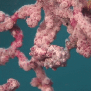 seatrench:Pygmy Seahorses are tiny fish that have evolved to closely match their coral host’s appear