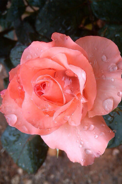 the-forces-of-nature:  Rose