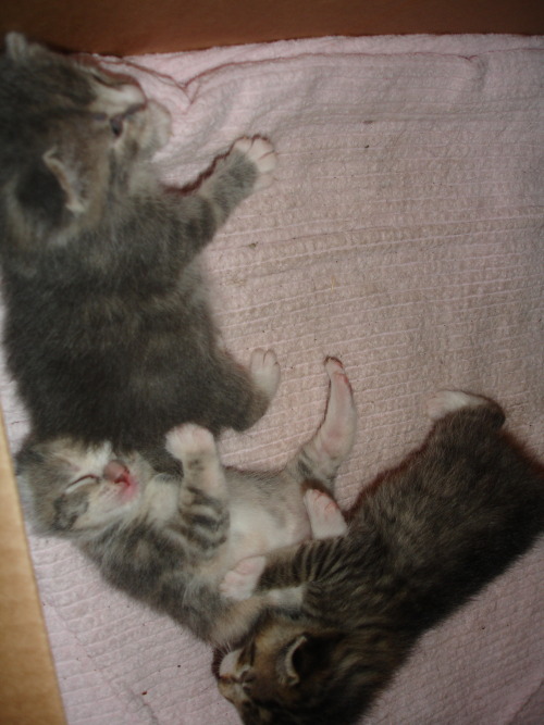 dixieandherbabies:dixieandherbabies:7/8/2009They are trying to open their eyes.  Dixie and her 