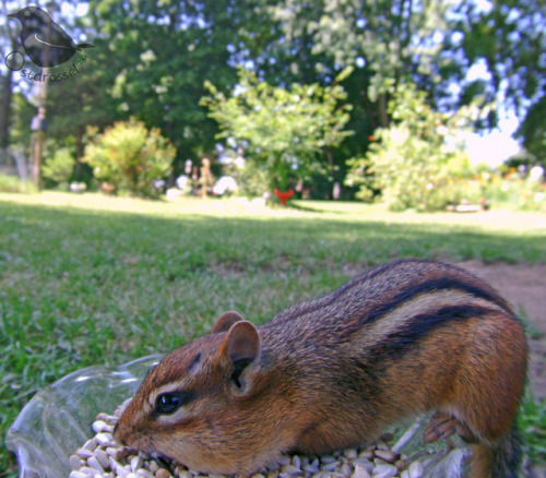 ostdrossel:Putting the camera on the ground always means that critters will stop by too. I noticed t