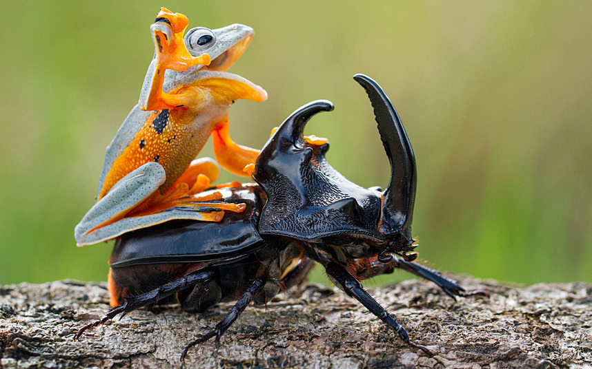 animals-riding-animals:
“delighted frog riding beetle
”