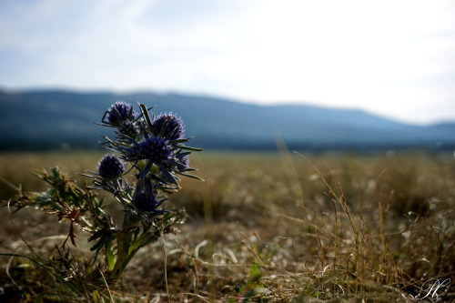 Somewhere we breed them, somewhere they naturally grow.Divaca Airport, Slovenia.