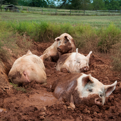allthingspiggly:Yorkshire Pigs at Animal Sanctuary