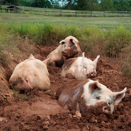 adviceforvegans: Pigs in sanctuaries! Right where they should be. :)